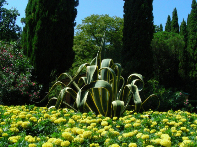 Обои картинки фото разное, цветы, разные, вместе