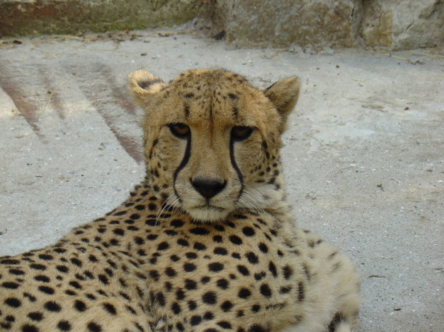 Обои картинки фото животные, гепарды