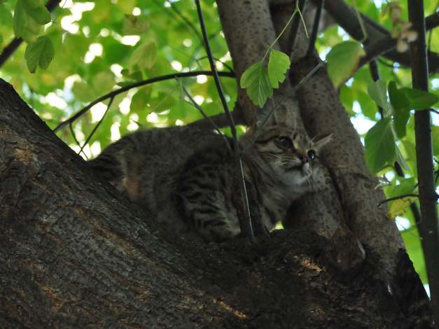 Обои картинки фото животные, коты