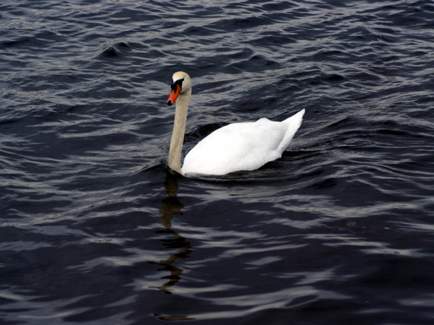 Обои картинки фото животные, лебеди