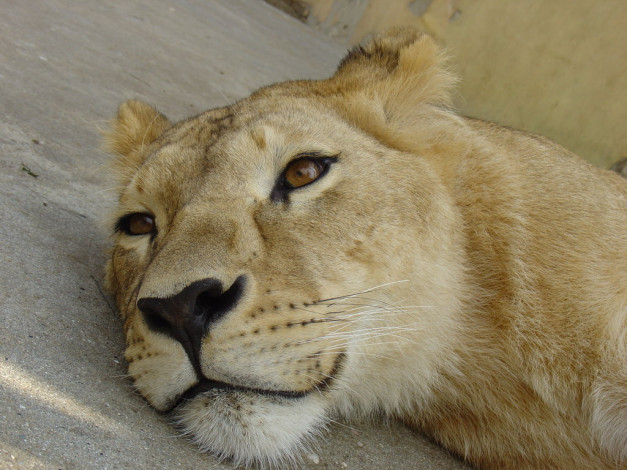 Обои картинки фото животные, львы