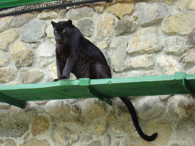 Обои картинки фото животные, пантеры