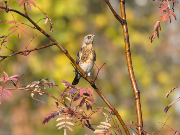 Обои картинки фото животные, птицы