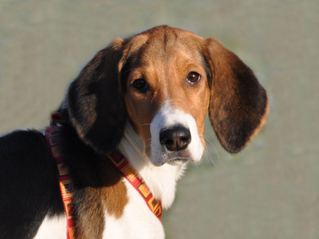 Обои картинки фото животные, собаки