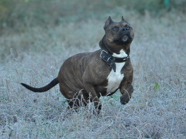 Обои картинки фото животные, собаки