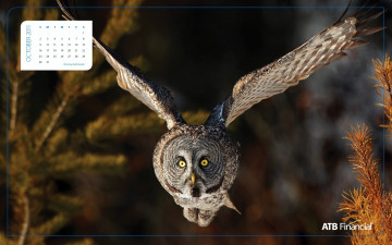 Картинка календари животные крылья полет сова