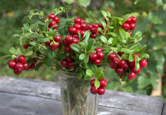 Картинка еда брусника