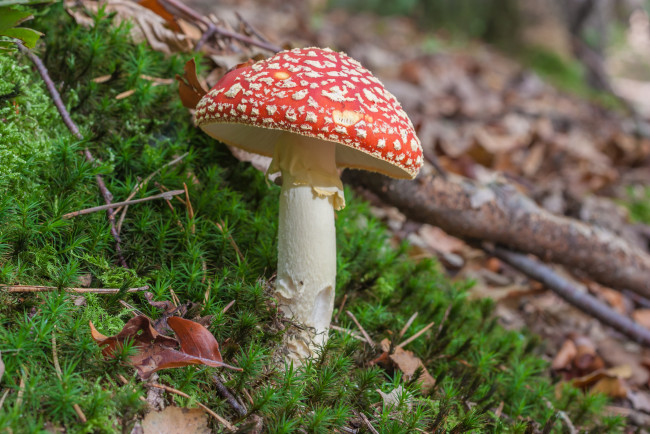 Обои картинки фото природа, грибы, мухомор, листья, мох