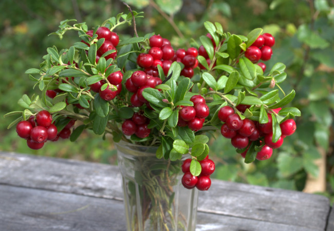 Обои картинки фото еда, брусника