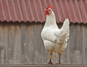 Картинка животные куры +петухи курица белая крыша забор