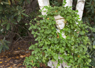 Картинка разное садовые+и+парковые+скульптуры растения плющ статуя