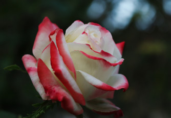 Картинка цветы розы листья blossoms leaves petals bud цветение rose лепестки бутон роза