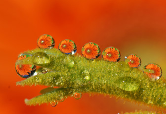 Картинка цветы отражение роса капли макро мох