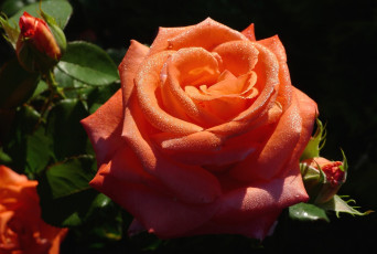 Картинка цветы розы роза макро капли