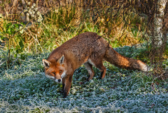 Картинка животные лисы лисичка