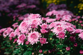 Картинка цветы хризантемы лепестки свечи