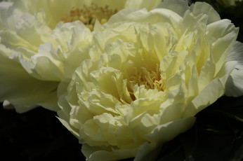 Картинка цветы пионы лепестки цветение листья бутон пион