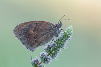 Картинка животные бабочки роса бабочка макро cristian arghius утро насекомое капли