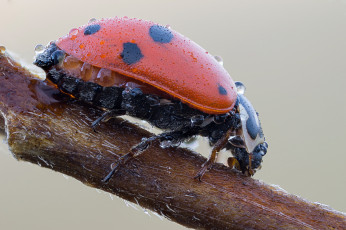 Картинка животные божьи+коровки утро капли роса насекомое божья коровка макро cristian arghius