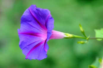 Картинка цветы вьюнки +ипомеи бутон нежность цветение петуния калибрахоа петунии