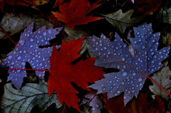 обоя природа, листья