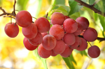 Картинка природа плоды листья ветка