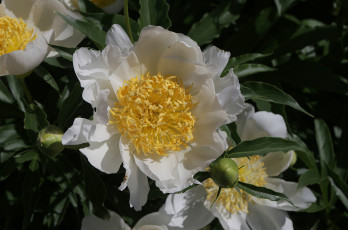 Картинка цветы пионы цветение пион бутон лепестки листья