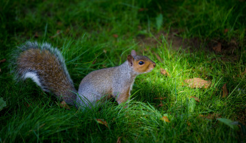 Картинка животные белки белка