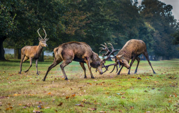 Картинка животные олени турнир поляна