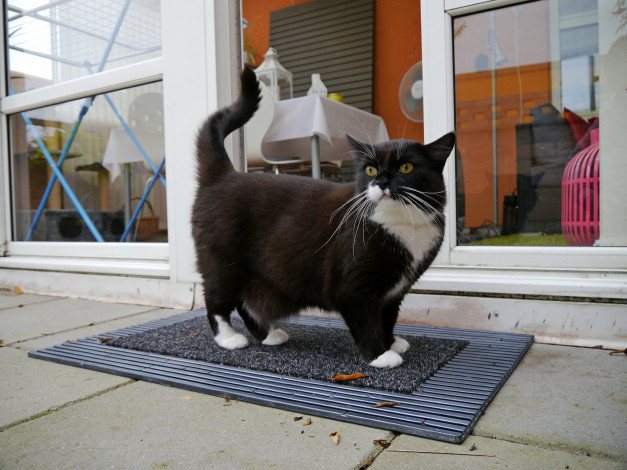 Обои картинки фото животные, коты, котяра