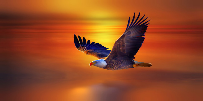 Обои картинки фото рисованные, животные,  птицы,  орлы, закат, полёт, орёл