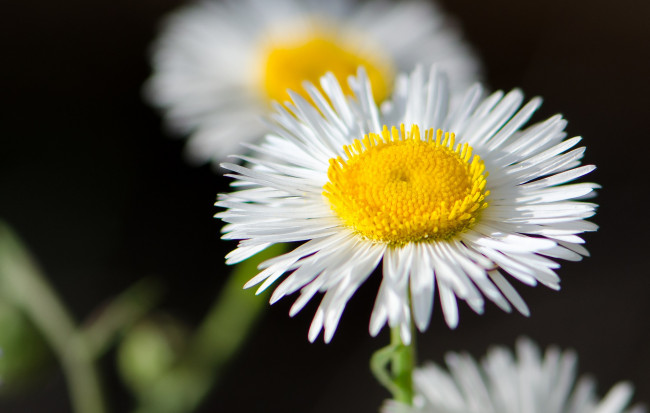 Обои картинки фото цветы, ромашки, тёмный, фон, макро, жёлто-белые