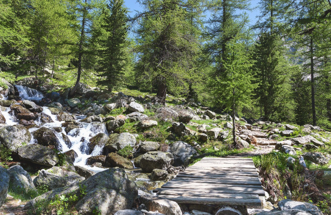 Обои картинки фото природа, дороги, настил, дорожка, лес