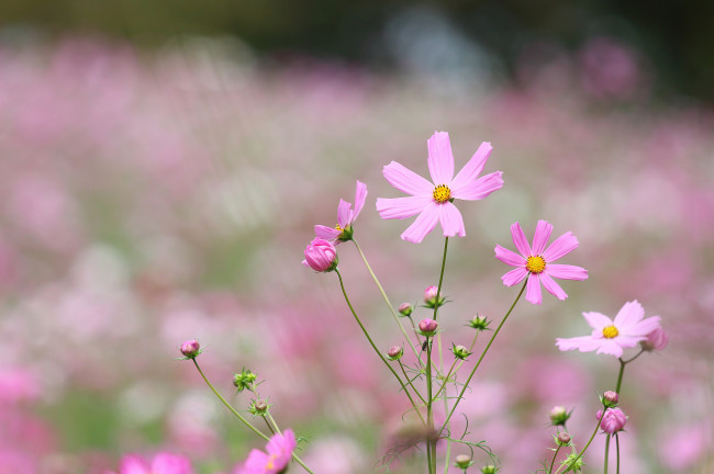 Обои картинки фото цветы, космея, лепестки, цветение