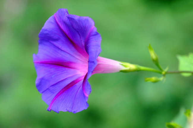 Обои картинки фото цветы, вьюнки,  ипомеи, бутон, нежность, цветение, петуния, калибрахоа, петунии