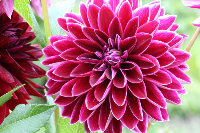 Обои картинки фото цветы, георгины, лепестки, бутоны, цветение, георгин