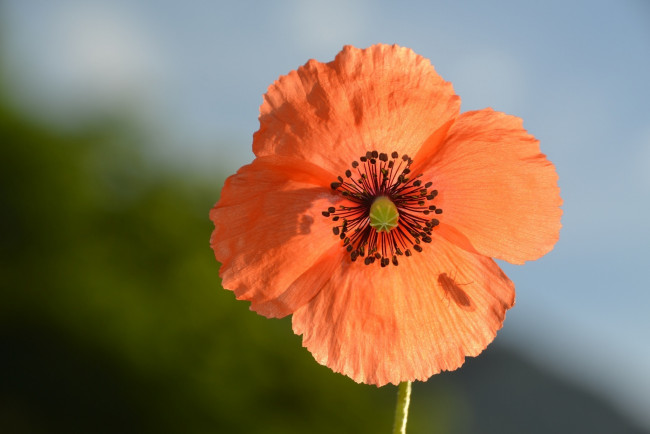 Обои картинки фото цветы, маки, тень, насекомое, оранжевый, макро, лепестки, лето