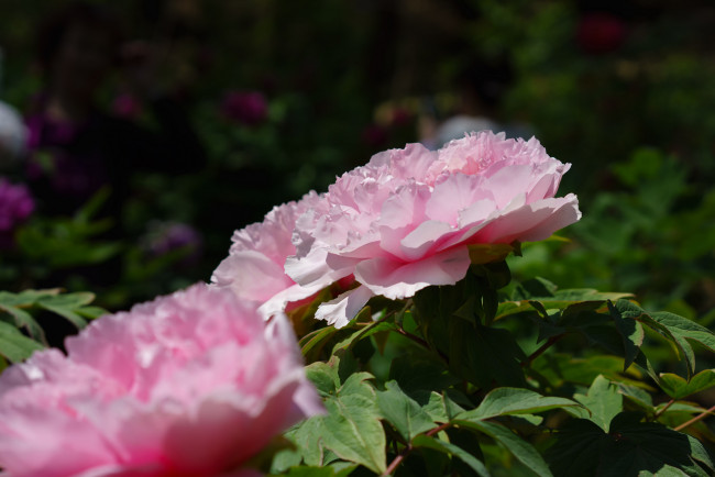 Обои картинки фото цветы, пионы, цветение, бутон, лепестки, листья, пион