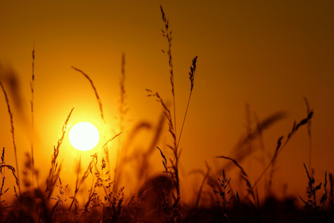 Обои картинки фото природа, макро, свет, колоски, силуэт, солнце, закат