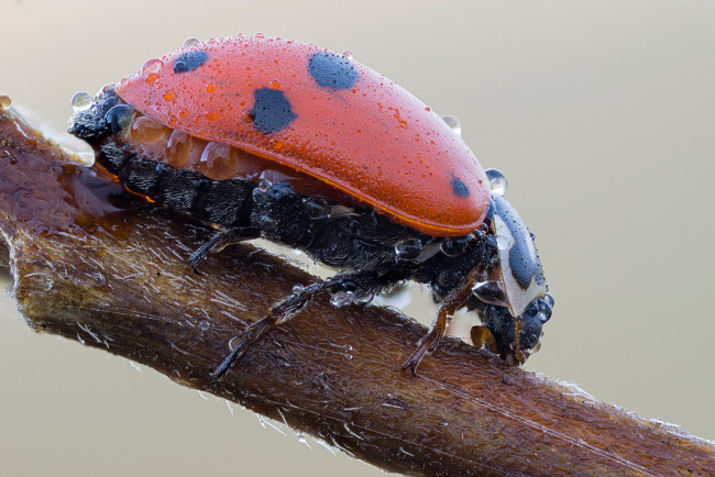 Обои картинки фото животные, божьи коровки, утро, капли, роса, насекомое, божья, коровка, макро, cristian, arghius