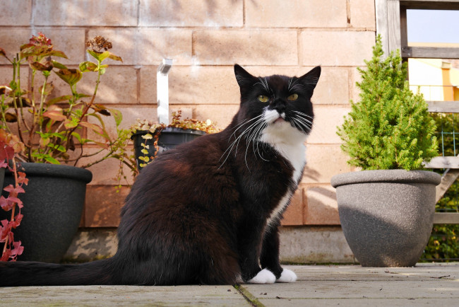 Обои картинки фото животные, коты, котяра