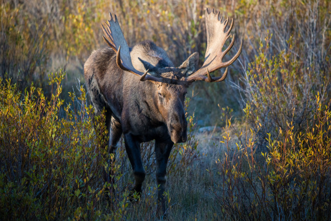 Обои картинки фото животные, лоси, срхатый