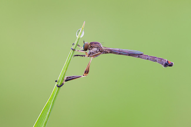 Обои картинки фото животные, насекомые, макро, утро, росинка, фон, насекомое, травинка, cristian, arghius
