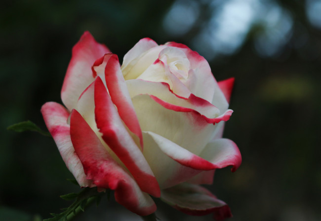 Обои картинки фото цветы, розы, листья, blossoms, leaves, petals, bud, цветение, rose, лепестки, бутон, роза