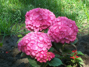 Картинка цветы гортензия