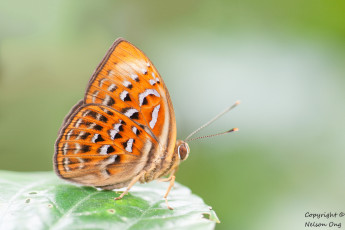 Картинка животные бабочки +мотыльки +моли усики крылья бабочка макро фон
