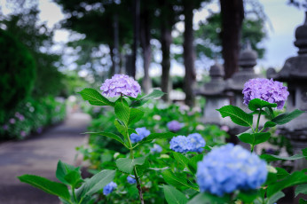 Картинка цветы гортензия