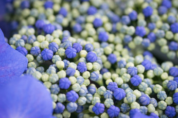 Картинка цветы гортензия соцветие макро