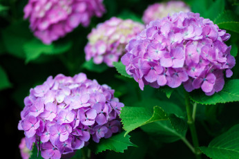 Картинка цветы гортензия соцветие макро