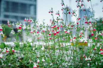 Картинка цветы клумба растения